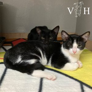 vh3 300x300